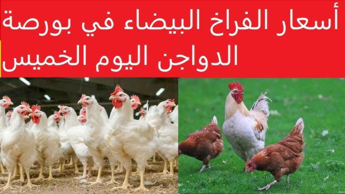 املي الفريزر ياست الكل الحقي اشتري بسرعة.. أسعار الفراخ البيضاء اليوم في بورصة الدواجن الخميس 13 فبراير 2025 “كيلو البانية بكام دلوقتي؟”