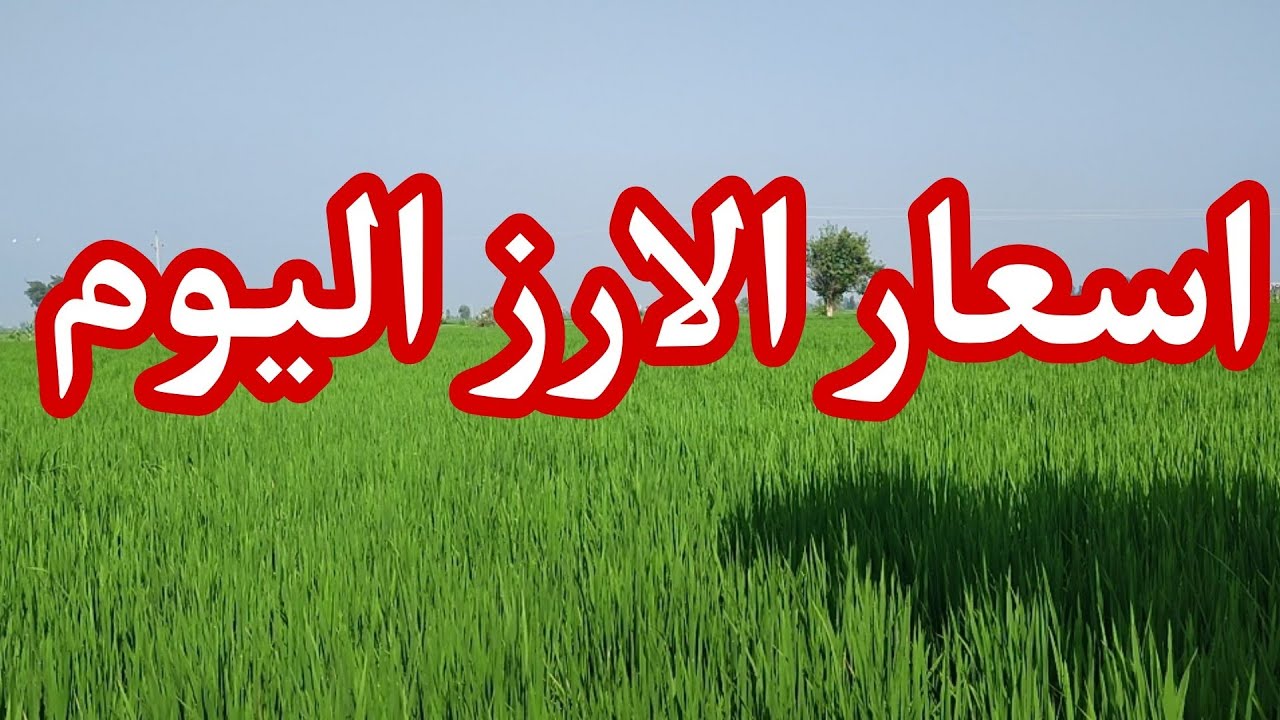 برخص التراب “اشتري قبل ما يغلي يا ست الكل ” سعر الأرز الشعير اليوم الجمعة 16 مايو 2025 تحديث لحظي