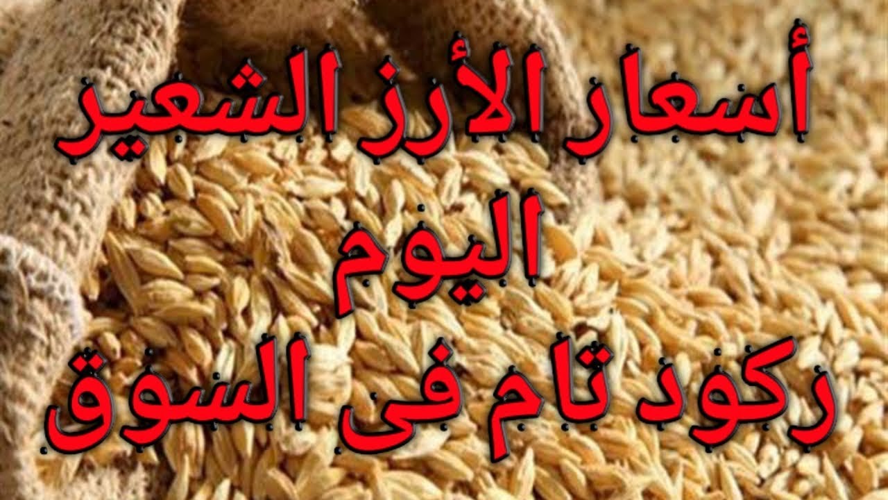 شُعبة الارز تُعلن.. سعر طن الأرز الشعير اليوم للتجار في مصر (رفيع وعريض)