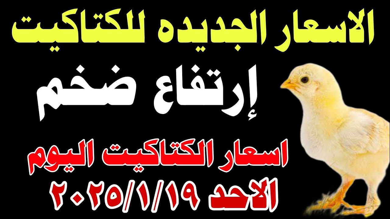 ارتفاع سعر الكتكوت الأبيض اليوم عمر يوم في بورصة الكتاكيت الرئيسية