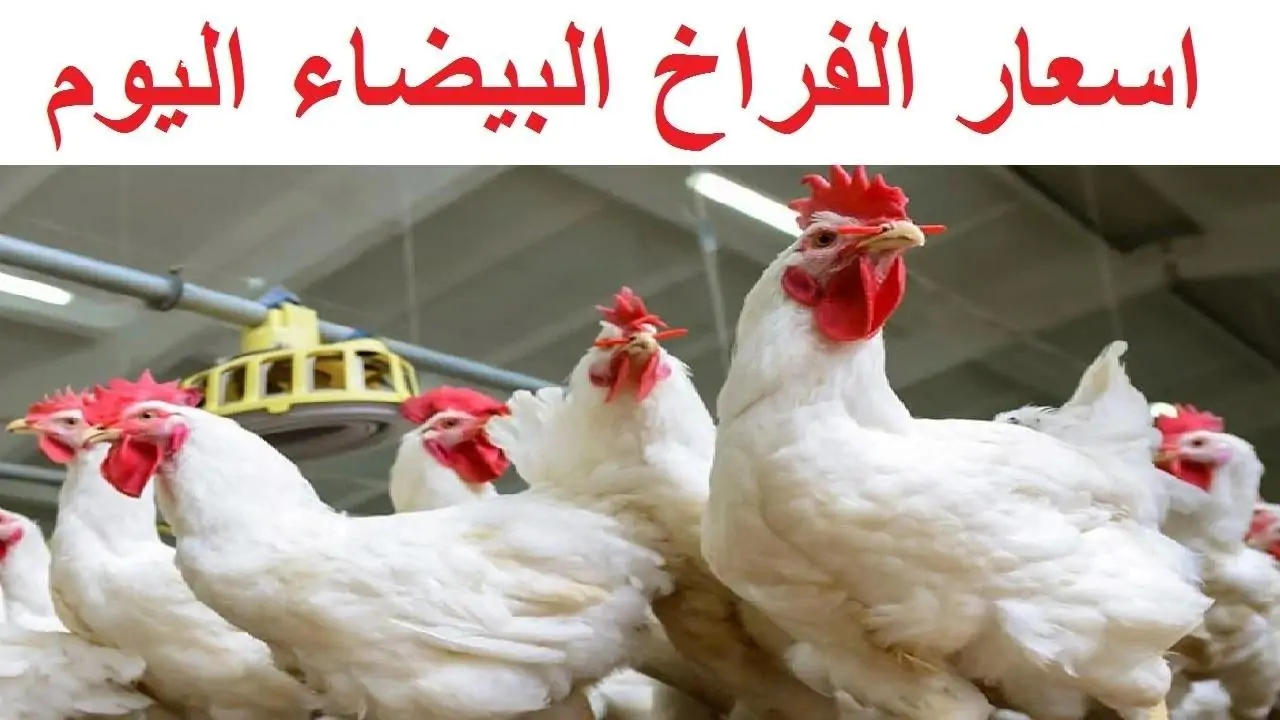 بكام سعر الكتكوت الابيض.. أسعار الفراخ البيضاء في بورصة الدواجن اليوم الإثنين 17 فبراير 2025 “الدواجن طارت في السما”