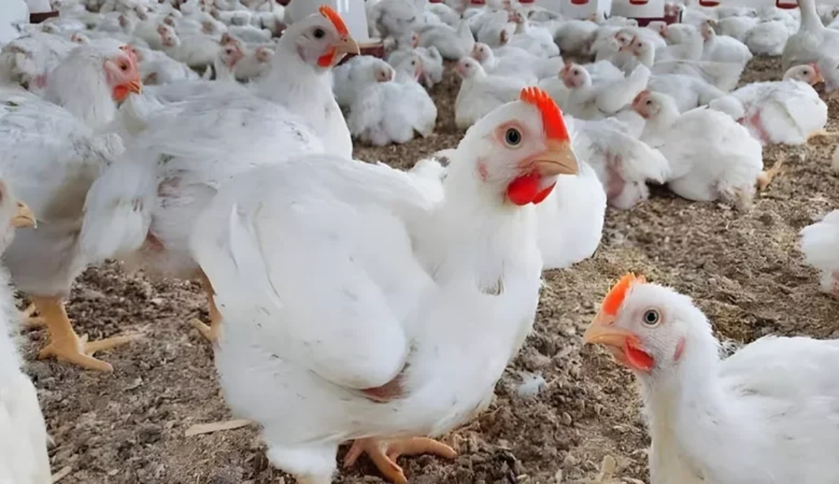 “اليوم الثاني على التوالي” تراجع اسعار الفراخ البيضاء والساسو اليوم الجمعة 24 يناير 2025 داخل بورصة الدواجن