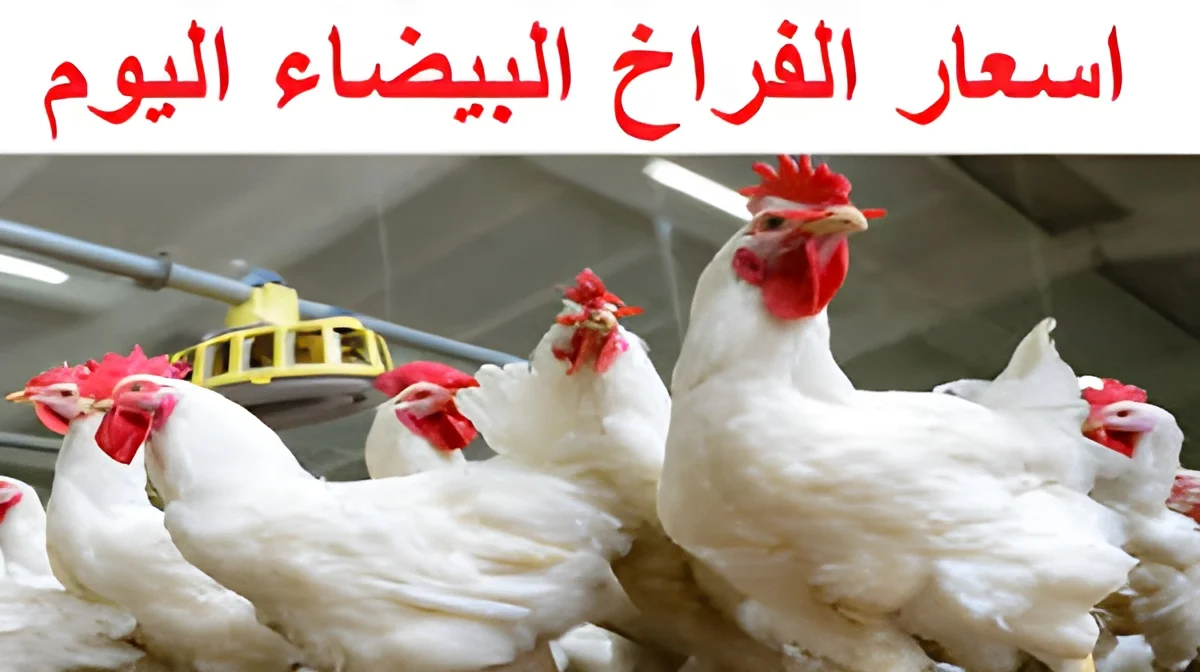 خزني لرمضان يا ست الكل .. سعر الفراخ البيضاء اليوم السبت الموافق 25 يناير 2025 داخل بورصة الدواجن والمحلات التجارية