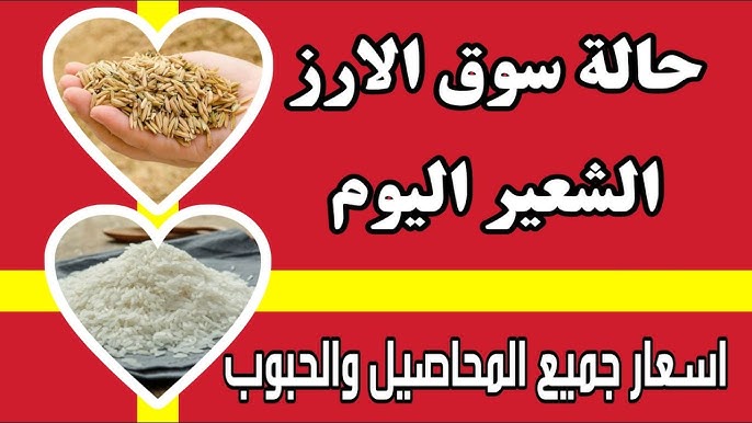 سعر طن الأرز الشعير اليوم الأربعاء الموافق 15 يناير 2025 في الاسواق المحلية المصرية