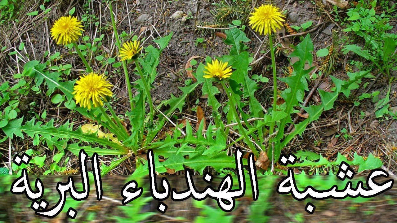 بطريقة لا تخطر علي بال احد.. عشبة تنقي الكلي والجسم من السموم والاملاح.. من أهم النباتات والاعشاب الطبية عالميًا اليك جميع الفوائد