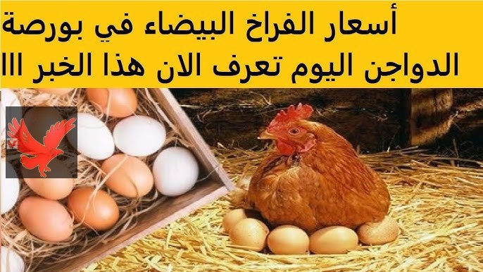 الكيلو بكام في بورصة الدواجن.. أسعار الفراخ البيضاء اليوم الثلاثاء 25 فبراير 2025 “مفاجأة لست الكل”