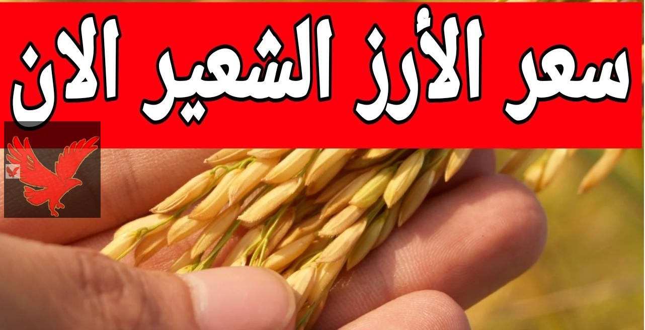 خزني بسرعة يا ست الكل .. سعر الأرز الشعير اليوم السبت 11 مايو 2025 في الأسواق هيغلي ولا هيرفع