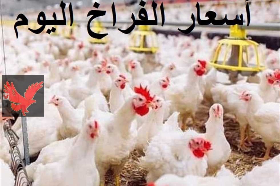 الكيلو وصل لكام بعد أخر ارتفاع.. سعر الفراخ اليوم السبت 15 فبراير 2025 في بورصة الدواجن “مفاجأة قوية للستات قبل شهر رمضان”