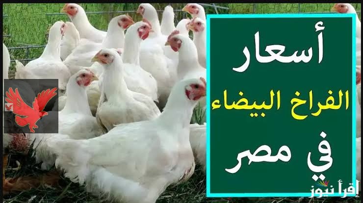 “الستات مصدومين من اللي حصل !”.. ارتفاع أسعار الدواجن البيضاء والبلدي اليوم الثلاثاء 20 مايو 2025 في بورصة الدواجن .. الفراخ ضربت في العالي!
