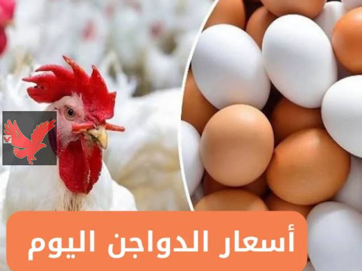 عااااجل جل الفراخ طارت في السماء.. ارتفاع اسعار الفراخ البيضاء اليوم السبت 24 مايو 2025 في بورصة الدواجن الأسعار تشتعل بالأسواق المصرية.. لن تصدق البلدي عامل كام