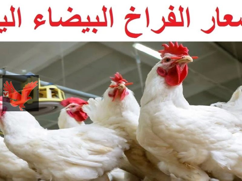 عااااجل بقي برخص التراب اشتري ياست الكل.. اسعار الفراخ اليوم في بورصة الدواجن الثلاثاء 13 مايو 2025