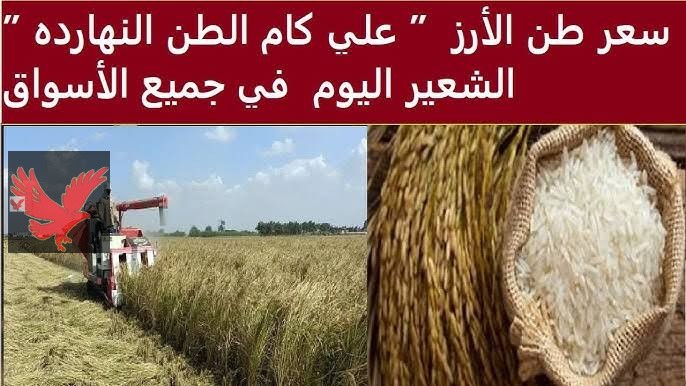 عامل كام رفيعة وعريض الحبة .. سعر الارز الشعير اليوم الأحد 11 مايو 2025 آخر تحديث “بكام طن رفيع الحبة”
