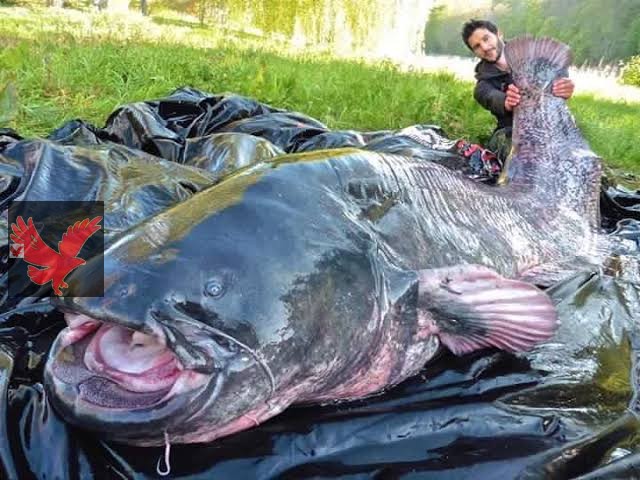 «صدمة كبري تحت سطح البحر »!!.. رسميا اكتشاف أضخم سمكة موجودة في العالم لن تصدق كم يبلغ طولها .. اغرب كائن علي وجه الارض!!